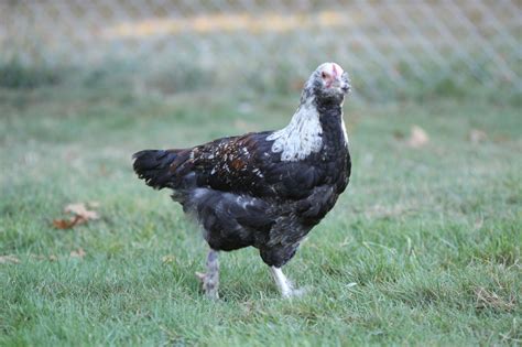 13 Week Salmon Faverolle - Hen or Roo? | BackYard Chickens - Learn How to Raise Chickens