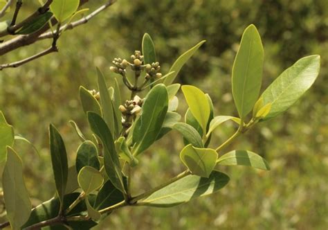 Mangroves - Fort Matanzas National Monument (U.S. National Park Service)