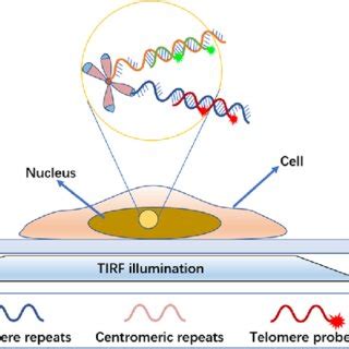 Schematic Illustration Of The Working Mechanism Of Dna Paint Based In