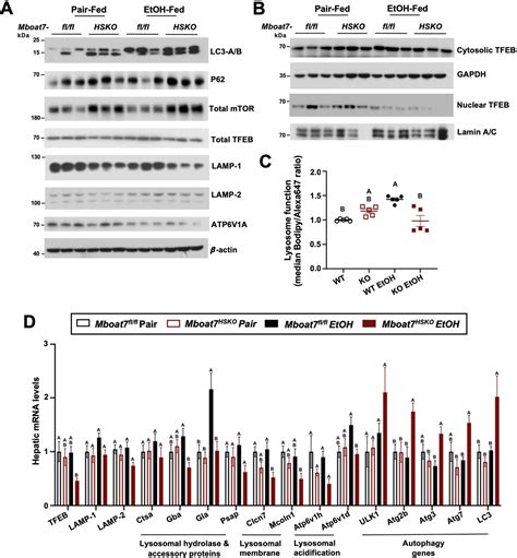 Figures And Data In Membrane Bound O Acyltransferase Mboat Shapes