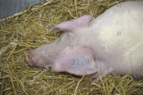 Domestic Pig Welsh Sow Number Tattoo Editorial Stock Photo Stock