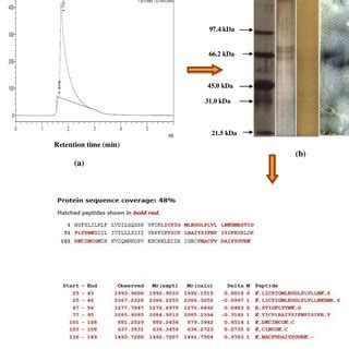 Morphological Changes Induced In HCT 15 After 24 H Treatment With