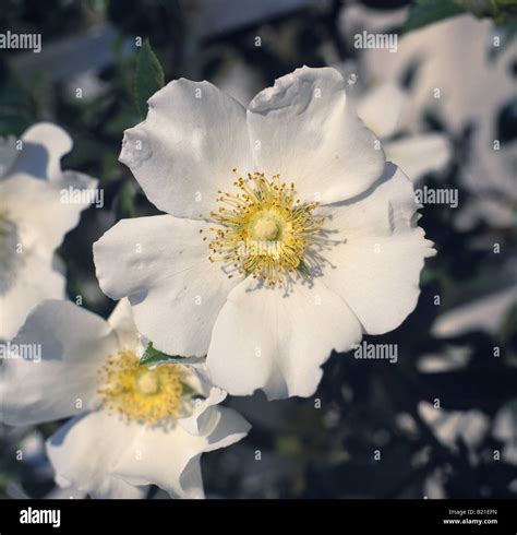 Cherokee Rose Rosa Laevigata Fotos Und Bildmaterial In Hoher