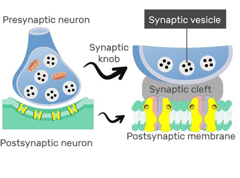 Chemical Synapse - Basic Structure | GetBodySmart