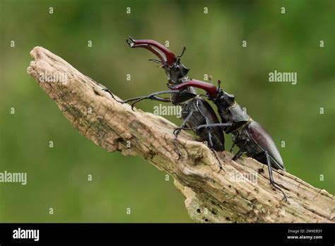 Escarabajo De Ciervo Lucanus Cervus Dos Machos Con Mand Bulas