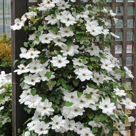 Clematis Mrs George Jackman 9cm Plant X 2 Pure White Climbing