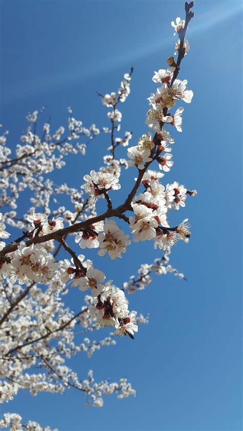 图片素材 树 性质 科 开花 冬季 厂 天空 白色 紫色 霜 餐饮 弹簧 生产 自然 新鲜 蓝色 花园