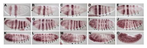 Summary Of Nv Hairy Mrna Expression A Blastoderm Embryo With Two