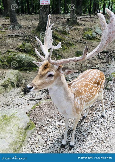 Spotted Male Fallow Deer In Deer Forest At Southwicks Zoo Mendon Ma