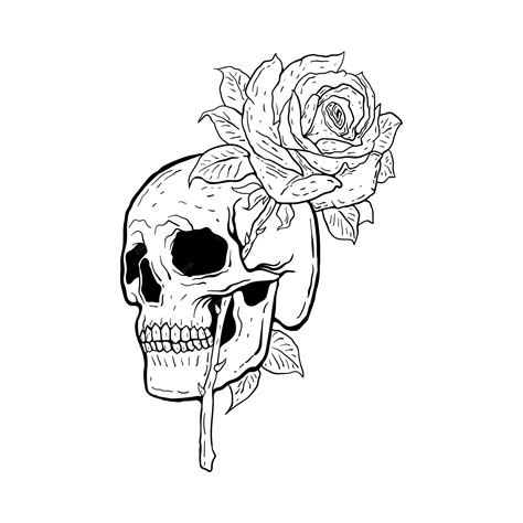 Skull And Rose Drawings