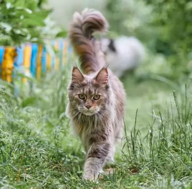 Maine Coon Opis Rasy Cena Charakter Piel Gnacja