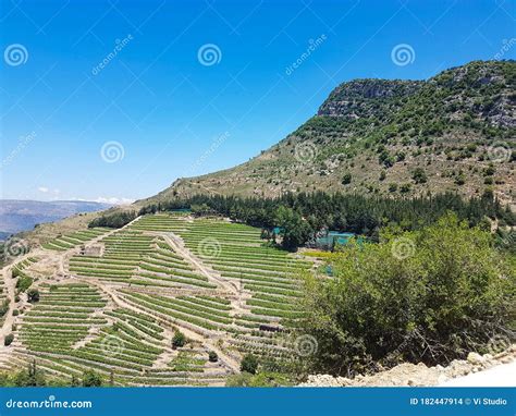 Vineyards in the Mountains of Lebanon. Vineyard Terraces Stock Photo - Image of port, fruit ...