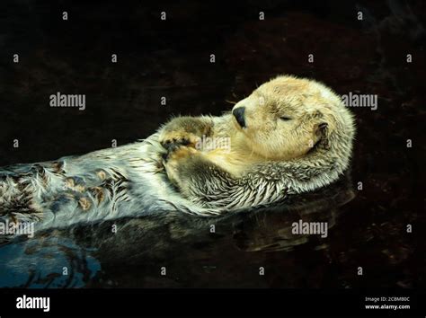 Sea otter posing in the water Stock Photo - Alamy