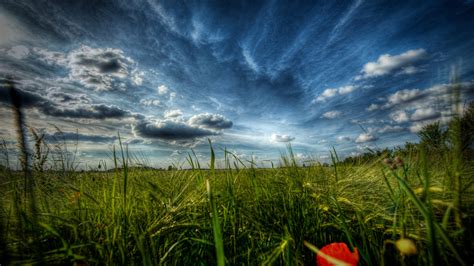 1920x1080 Field Landscapes Macro Grass Fields Nature Poppies