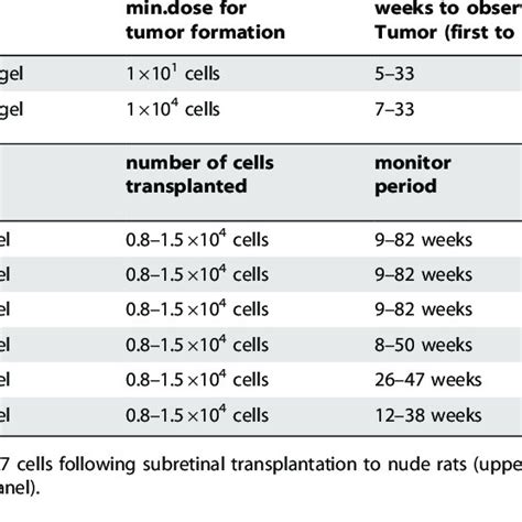 Tumorigenicity Testing By Subretinal Transplantation Of HiPSC Derived