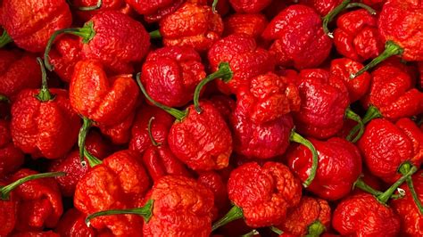 Le Piment Le Plus Fort Du Monde Qui D Tr Ne Le Carolina Reaper Bient T