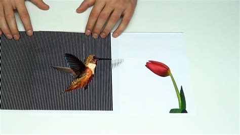 Amazing Animated Optical Illusions - YouTube