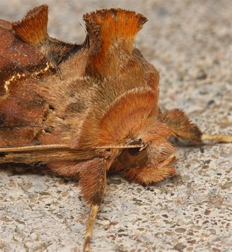 Common Looper Moth The Backyard Arthropod Project