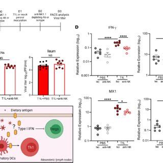 Nk Cells Are Dispensable For Viral Clearance But Contribute To