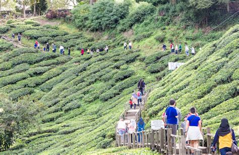 10 Best Things To Do In The Cameron Highlands Malaysia Touropia Travel