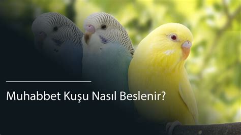 Eskişehir Melodim Veteriner Kliniği Veteriner Eskişehir Veteriner