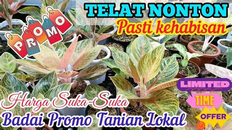 PROMO AGLONEMA TANIAN LOKAL HARGA MIRING STOK TERBATAS KUALITAS