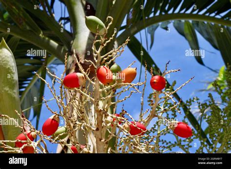 Red Peach Palm Fruit Hi Res Stock Photography And Images Alamy