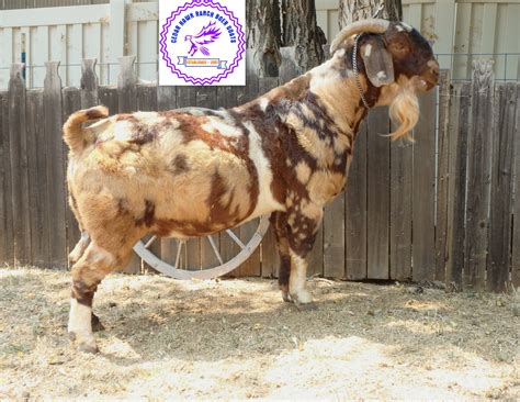 Cedar Hawk Ranch Boer Goats Your Colored Boer Goat Connection Home