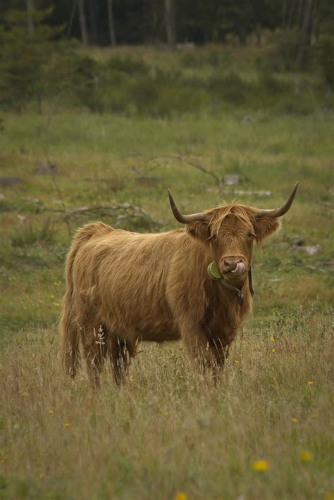 Highland Cow · Free Stock Photo