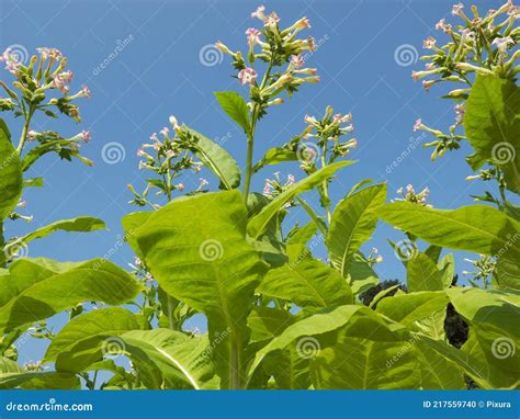 Folhas De Cigarro Verde E Flores Ao Ar Livre Foto De Stock Imagem De