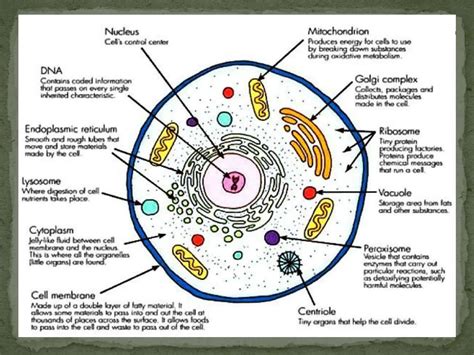 Cell Structure And Function Amannagpptx