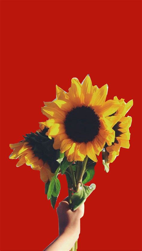 Red Sunflower Wallpapers - Top Free Red Sunflower Backgrounds - WallpaperAccess