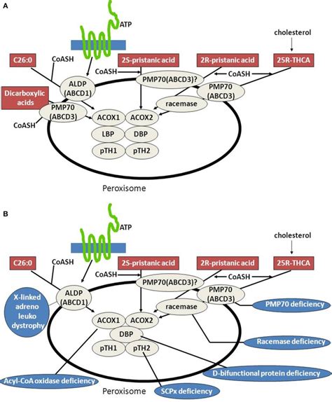 Function Of Peroxisomes In Animal Cells Brainly - Neva Site