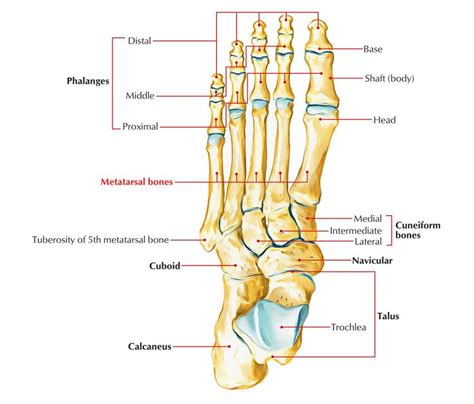 Fungsi Tulang Jari Tangan Dan Kaki Manusia