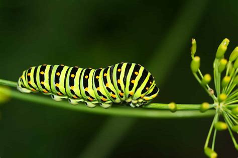 Black And Yellow Caterpillar What Could It Be A Z Animals