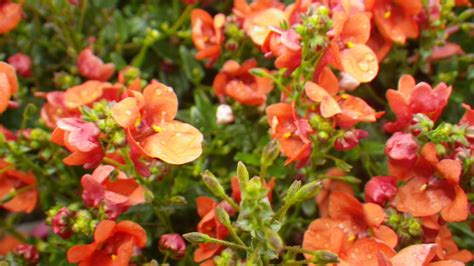 Perennial Diascia - Landsdale Plants