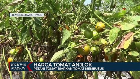 Harga Tomat Anjlok Petani Tomat Biarkan Tomat Membusuk Video Dailymotion