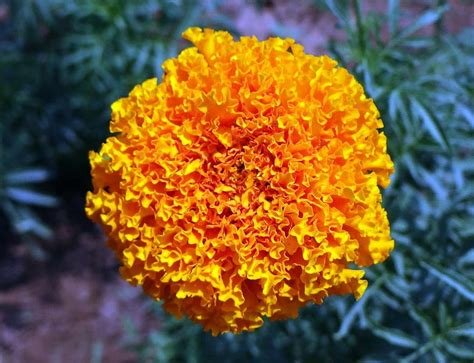 Marigold Flower Yellow Genda Jhenduphool Gondephool Tagetes