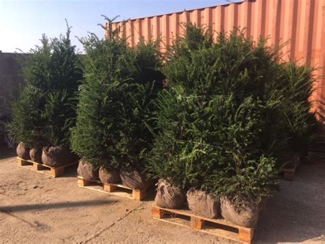 Taxus Baccata Eibe Cm H He G Nstig Online