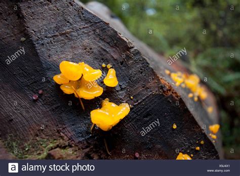 Fungus On Tree Stump High Resolution Stock Photography And Images Alamy