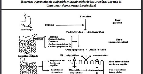 Nutricion DIGESTIÓN ABSORCIÓN Y METABOLISMO DE PROTEINAS