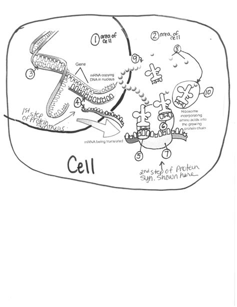 Protein Synthesis Diagram Diagram Quizlet