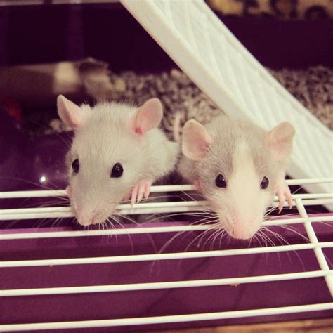 Baby Blue Dumbo Rats Baby Rats Cute Rats Pet Rats