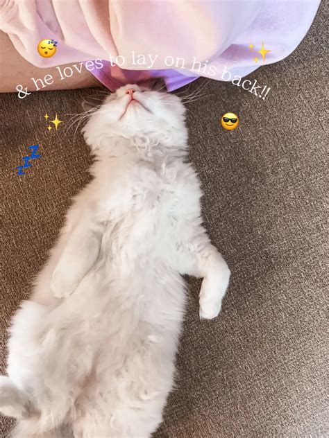 Meet Louis My 1 Year Old Ragdoll Kitten 🥹🫶 💌💐🪩 Gallery Posted By