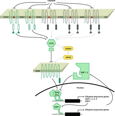 Representation Of The Ethylene Signal Transduction Pathway Ethylene Is Download Scientific