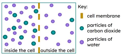 Lesson: Diffusion through the cell membrane | KS3 Science | Oak ...