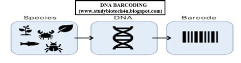 WHAT IS DNA BARCODING Online Biotech Notes Online Biotech Notes