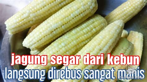 Jagung Segar Dari Kebun Langsung Direbus Sangat Manis Rasanya YouTube