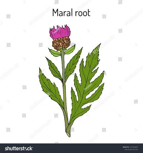 Maral Root Rhaponticum Carthamoides Medicinal Plant Stock Vector