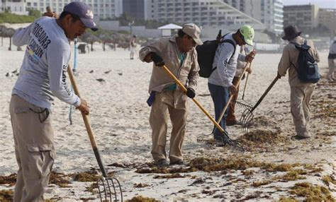 Recolectan Mil Toneladas De Sargazo En Quinta Roo